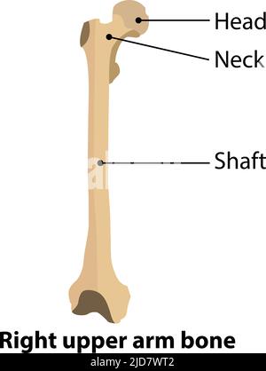 Anatomie humaine. L'os du bras supérieur droit. Illustration de vecteur sur la science et la médecine. Illustration de Vecteur