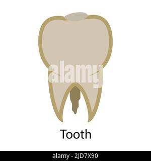 Icône médicale. Dent blanche. Soins de santé, médecine, dentisterie. Illustration vectorielle. Illustration de Vecteur
