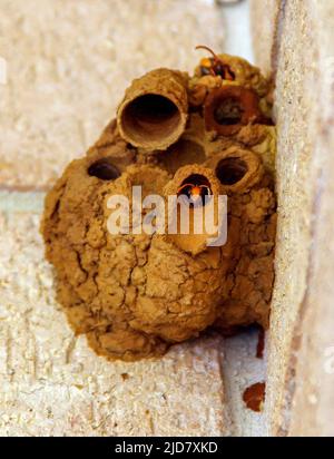 Deux Orange Potter Wasps - Eulènes latreilli - dans leur nid de boue en forme de pot construit dans le coin des murs dans le jardin du Queensland, en Australie. Fin de l'été. Banque D'Images