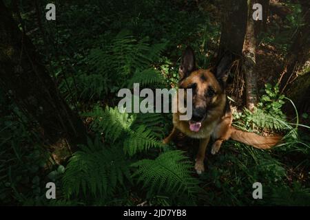 En été, le chien est assis dans une forêt de grandes feuilles de fougères vertes. Le berger allemand sur la promenade dans le bois pose et attend pour le plaisir. Vue portrait en gros plan depuis la vue de l'Abov Banque D'Images