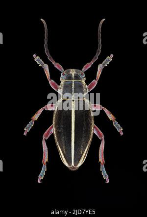Spécimen d'entomologie du longicorne (Docardion pedestre) avec pattes panées et antennes isolées sur fond noir pur. Éclairage de studio. Macro pho Banque D'Images
