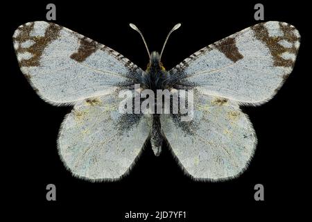Spécimen d'entomologie de papillon blanc à appliqué de l'est (Euchloe ausonia) avec ailes, jambes et antennes panées isolées sur fond noir pur. Studio Banque D'Images