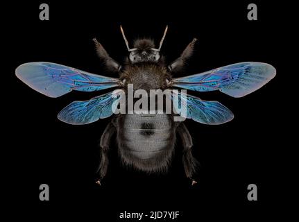 Spécimen d'entomologie d'abeille carpentier violette (Xylocopa violacea) avec ailes, jambes et antennes panées isolées sur fond noir pur. Éclairage de studio Banque D'Images