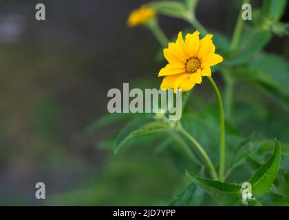 Marguerite africaine sur un Bush en pleine floraison Banque D'Images