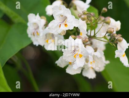 Fleurs blanches du sud de l'arbre de catalpa Banque D'Images