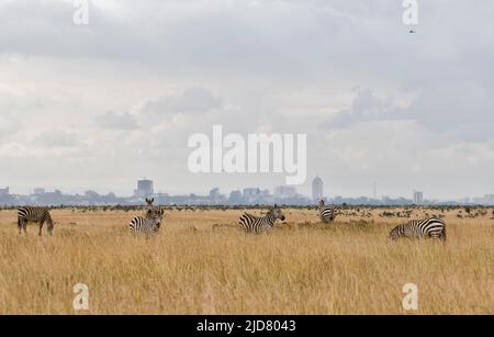 Zèbres communes devant Nairobi Skyline dans le parc national de Nairobi, Kenya. Banque D'Images