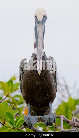 Pélican brun (Pélicanus occidentalis) de la baie Elizabeth, Isabela, Galapagos. Banque D'Images