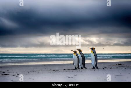 Pingouins roi (Aptenodytes patagonicus patagonicus) sur la plage de Volunteer point, les Falklands. Banque D'Images