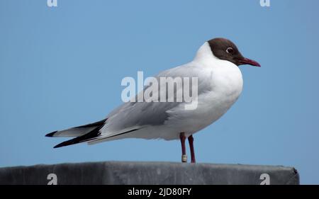 Le goéland à tête noire (Chericocephalus ridibundus) est un petit goéland qui se reproduit en Europe et dans l'est du Canada. La majeure partie de la population est migratrice Banque D'Images