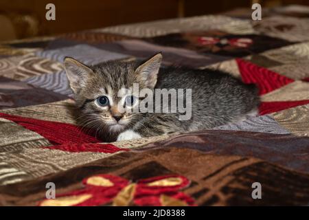 Un petit chaton gris se cachait sur un couvre-lit multicolore. Mise au point sélective Banque D'Images