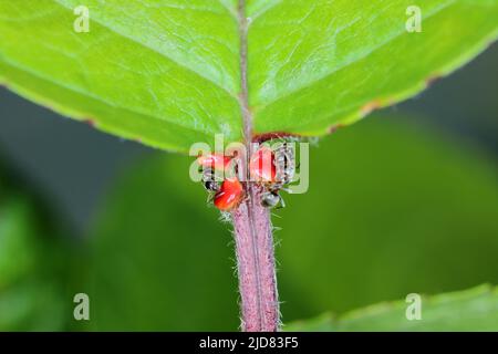 Fourmi noir, fourmi noir commun, fourmi de jardin (Lasius niger), se nourrissant des nectaires extraflores sur une feuille de cerise. Banque D'Images