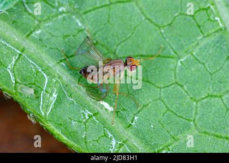 La mouche est coincée sur la feuille coincée au miellat sécrété par les pucerons. Banque D'Images