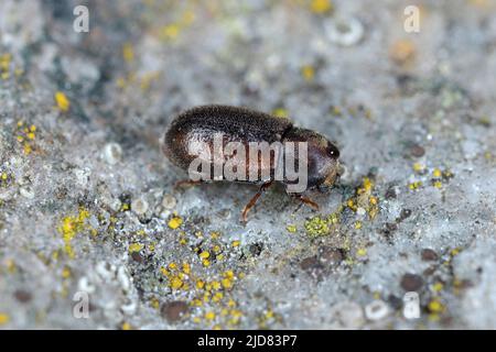 Coléoptères cis boleti à l'intérieur du champignon du support. Coléoptère arbre-champignon minuscule vivant sur le champignon Polyporales. Banque D'Images