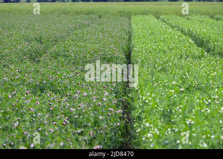 Grande culture cultivée de pois. Culture de pois verts. Champ de pois. Banque D'Images