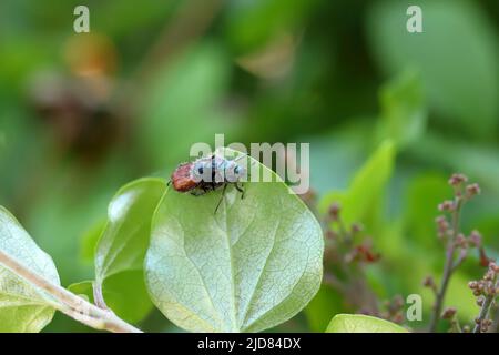 Coléoptères de la chaise de jardin (Phyllopertha horticola). Banque D'Images