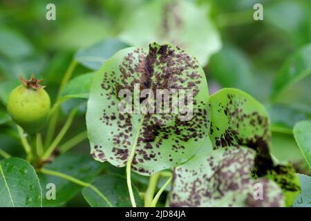 Tache noire de poire, gale de poire une maladie fongique des poiriers causée par Venturia pyrina. Symptômes sur les feuilles de poirier. Banque D'Images