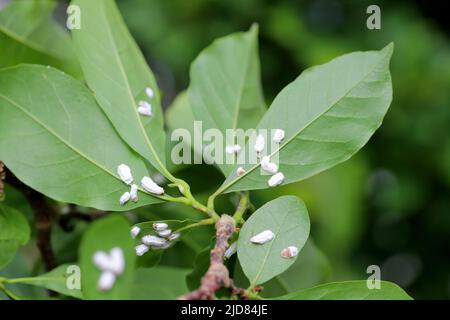 Des insectes de l'échelle (Coccidae) sur un magnolia dans le jardin. Parasites dangereux de diverses plantes. Ils sont communément appelés écailles douces, écailles de cire ou tortois Banque D'Images