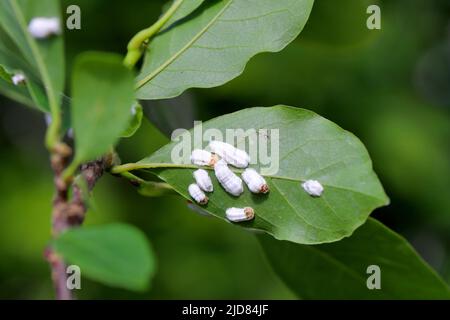 Des insectes de l'échelle (Coccidae) sur un magnolia dans le jardin. Parasites dangereux de diverses plantes. Ils sont communément appelés écailles douces, écailles de cire ou tortois Banque D'Images