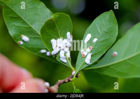 Des insectes de l'échelle (Coccidae) sur un magnolia dans le jardin. Parasites dangereux de diverses plantes. Ils sont communément appelés écailles douces, écailles de cire ou tortois Banque D'Images