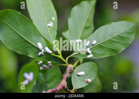 Des insectes de l'échelle (Coccidae) sur un magnolia dans le jardin. Parasites dangereux de diverses plantes. Ils sont communément appelés écailles douces, écailles de cire ou tortois Banque D'Images