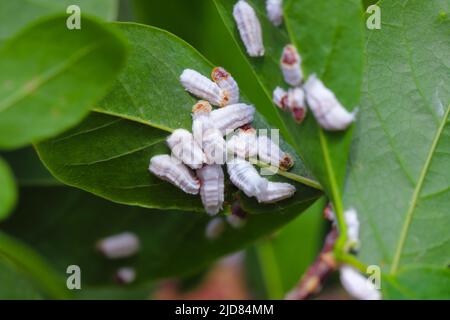 Des insectes de l'échelle (Coccidae) sur un magnolia dans le jardin. Parasites dangereux de diverses plantes. Ils sont communément appelés écailles douces, écailles de cire ou tortois Banque D'Images