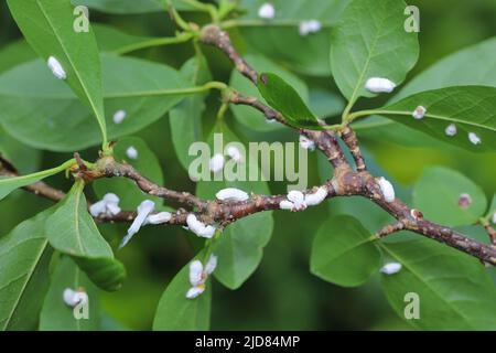 Des insectes de l'échelle (Coccidae) sur un magnolia dans le jardin. Parasites dangereux de diverses plantes. Ils sont communément appelés écailles douces, écailles de cire ou tortois Banque D'Images