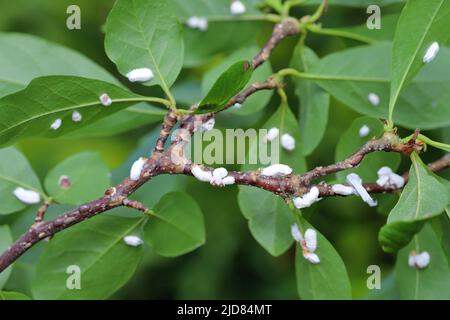 Des insectes de l'échelle (Coccidae) sur un magnolia dans le jardin. Parasites dangereux de diverses plantes. Ils sont communément appelés écailles douces, écailles de cire ou tortois Banque D'Images