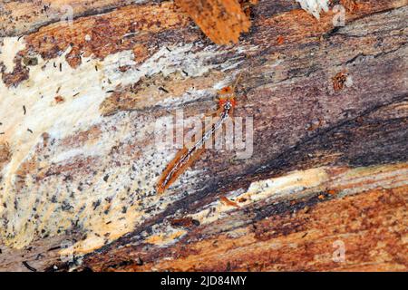 La larve du coléoptère de la famille des coléoptères de la rove (Staphylinidae) sous écorce. Ce sont des chasseurs de ravageurs agiles Banque D'Images