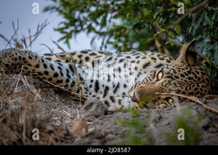 Gros plan d'un léopard féminin dormant sur un termite dans le parc national Kruger, Afrique du Sud. Banque D'Images