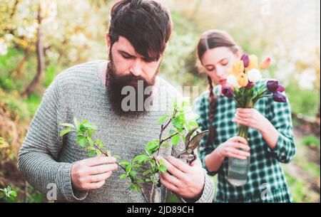 Branche de ressort à greffe d'homme. Couple de jardiniers avec outils de jardin. Greffe. Banque D'Images