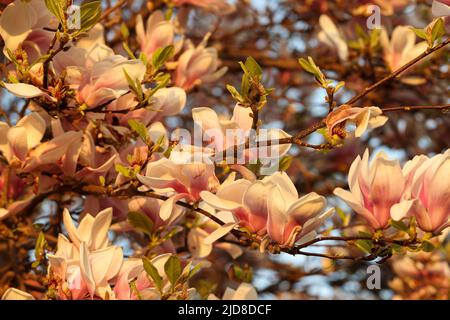 Magnolia rose et blanc en fleurs au printemps Banque D'Images