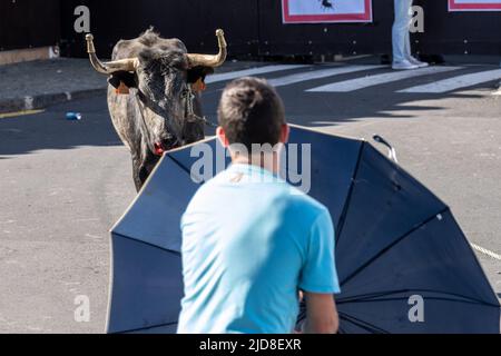 Un taureau se prépare à charger un capinha ou un taureau amateur pendant une tourada un corda, également appelé taureau sur une corde au festival de Sanjoaninas, 18 juin 2022 à Angra do Heroísmo, île de Terceira, Açores, Portugal. Lors de l'événement azoréen unique, un taureau attaché à une longue corde se détache tandis que les participants tentent de distraire ou de courir du taureau. Banque D'Images