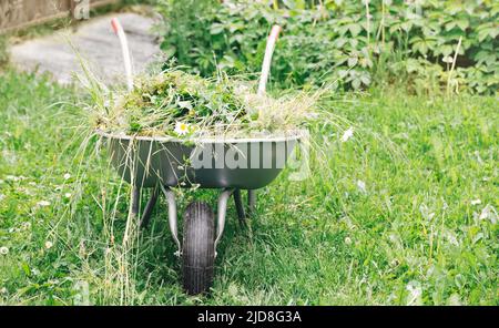 Brouette avec pelouse dans le jardin d'été. Travaux de jardinage. Banque D'Images