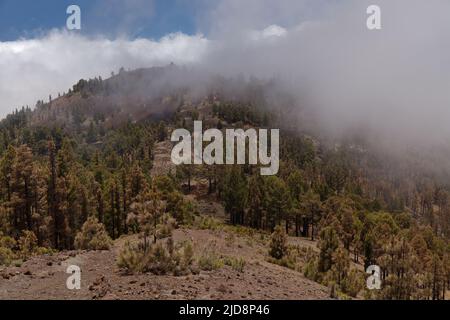 La Palma, paysages le long de la longue route populaire de randonnée Ruta de Los Volcans, allant le long de la crête de l'île d'El Paso à Fuencaliente Banque D'Images