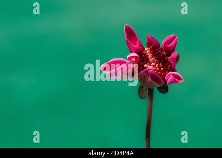 Le magnifique bourgeon dahlia rose foncé commence à s'ouvrir. Arrière-plan floral avec espace de copie. Fleur de Dahlia sur fond vert. Banque D'Images