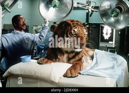 MURPHY,TIGER, DOCTOR DOLITTLE, 1998, Banque D'Images