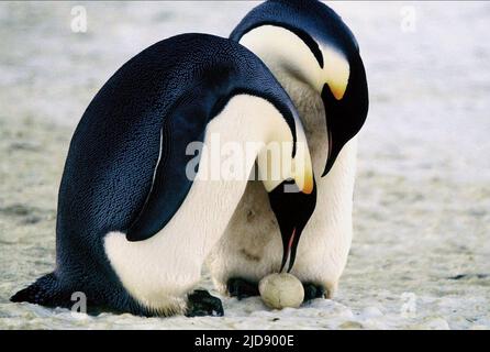 PINGOUINS DE L'EMPEREUR ANTARCTIQUE, MARS DES PINGOUINS, 2005, Banque D'Images