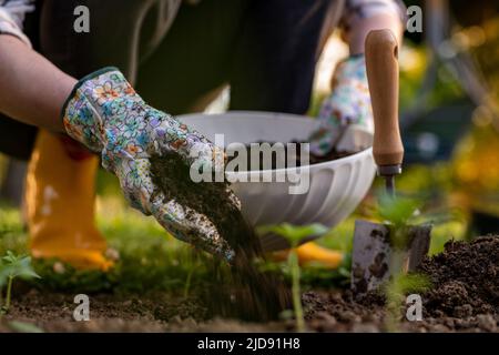 Jardinage écologique. Femme améliorant le sol du lit de jardin pour la plantation, fertilisant avec du compost. Amendement du sol en matière organique. Banque D'Images