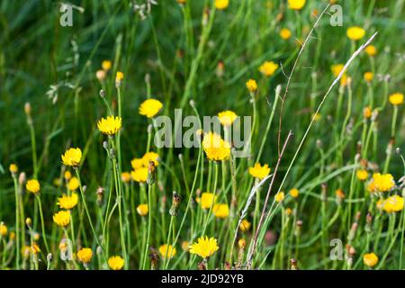 Hypochaeris radicata, fleurs jaunes de catésenar dans les prés gros plan foyer sélectif Banque D'Images