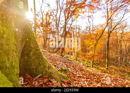 Gros plan du tronc d'arbre dans la forêt en automne au coucher du soleil en Allemagne Banque D'Images