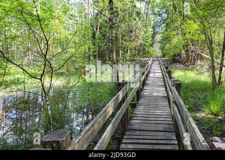 Sentier en bois menant le long du marais entouré de forêt. Terres marécageuses et marécages, marais, tourbière Banque D'Images