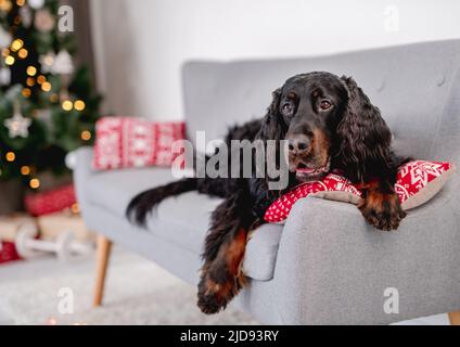 Chien de garde écossais à côté de l'arbre de noël Banque D'Images