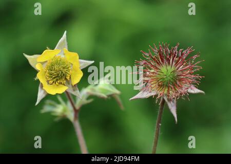 Avens de l'eau Geum rivale - dans Flower & Seed Head Banque D'Images