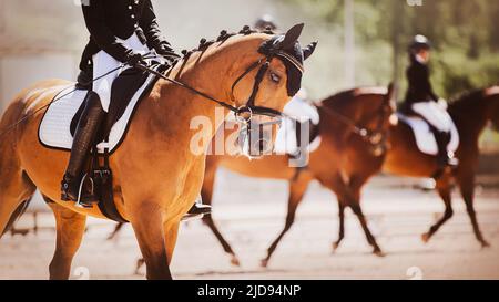 Plusieurs magnifiques chevaux de baie se dressant lors de compétitions de dressage le jour d'été ensoleillé. Sports équestres. Équitation. Portrait d'un cheval. Banque D'Images