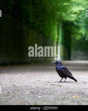 Crow debout au sol pendant l'été Banque D'Images