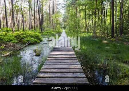 Sentier en bois menant le long du marais entouré de forêt. Terres marécageuses et marécages, marais, tourbière Banque D'Images