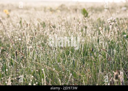 Des gouttes d'eau sur l'herbe verte en gros plan. Rosée matinale sur les tiges d'herbe. Arrière-plan naturel. Banque D'Images