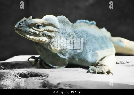grand iguana allongé sur une pierre. Peigne épineux et peau squameuse. Photo d'animal d'un reptile Banque D'Images
