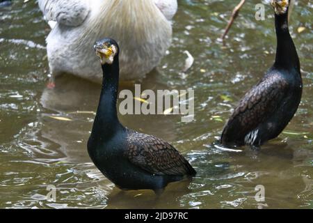 Oiseau cormorant en gros plan. Plumage détaillé. Prédateur qui mange du poisson. Photo d'animal dans la nature. Banque D'Images