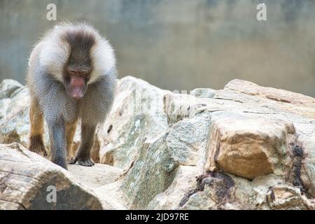 Babouin sur le rocher. Singes décontractés qui vivent dans l'association familiale. Grands singes. Photo d'animal de mammifère africain Banque D'Images